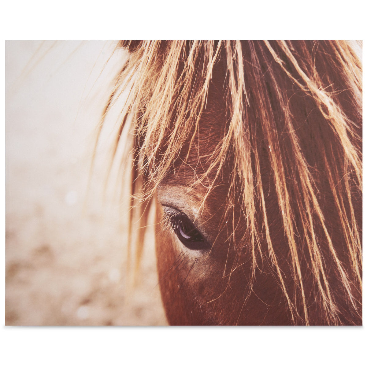 Equine Eye - ModShop1.com