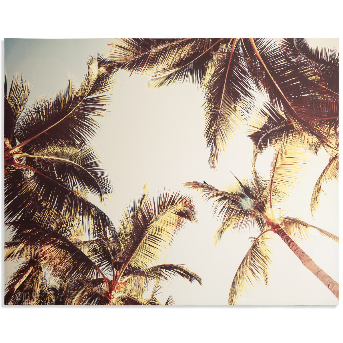 Artistic photograph of a filtered sky, taken from beneath a group of palm trees so that the fronds extend into the edges of the photo on all sides.